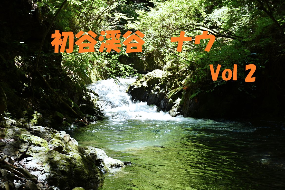 オオキツネノカミソリが満開になりました