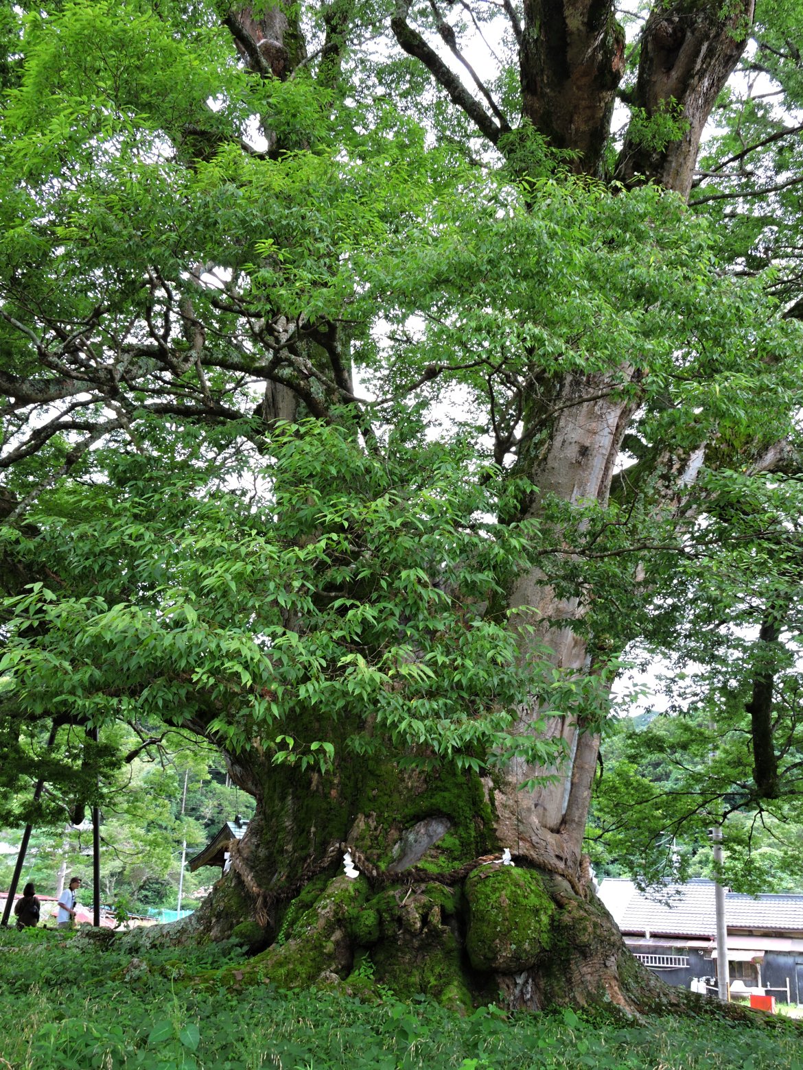 野間のオオケヤキ（能勢町）のアオバズクの子供が生まれる