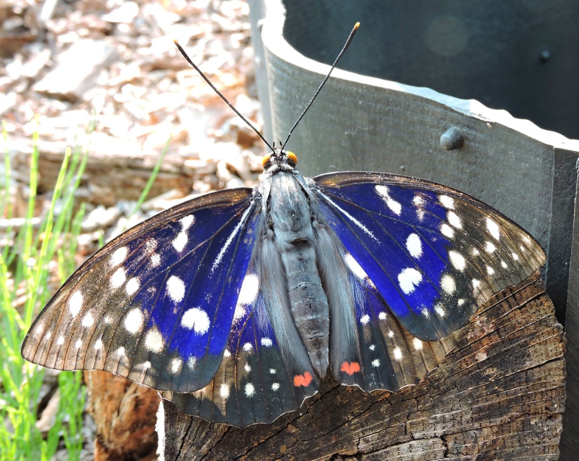 国蝶オオムラサキについて、「NHKほっと関西」で放映されます。ぜひ、ご覧ください！