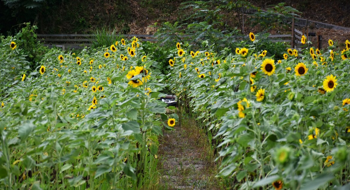 となり町の西別院・ひまわり畑が今がみどころ！！
