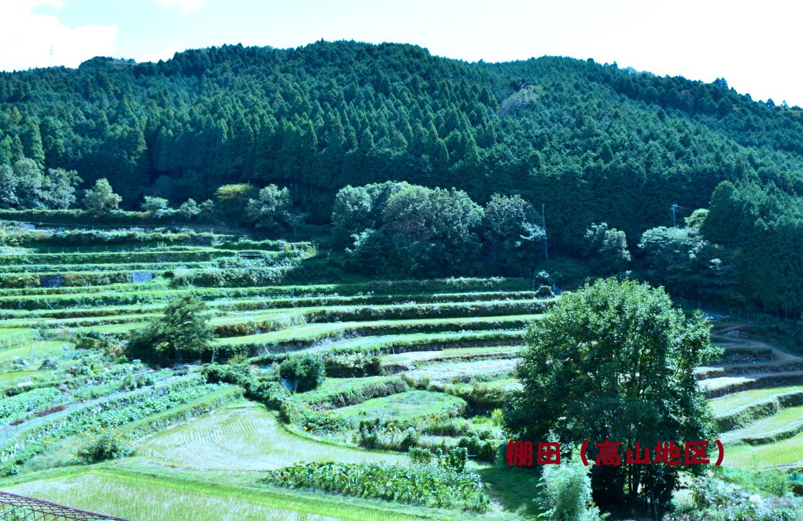 アサギマダラが高山地区の棚田に飛来！