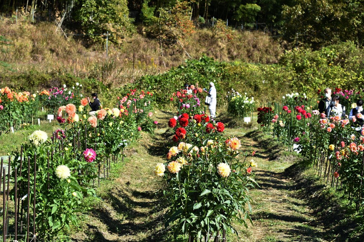 黒川ダリヤ園、今が最高！