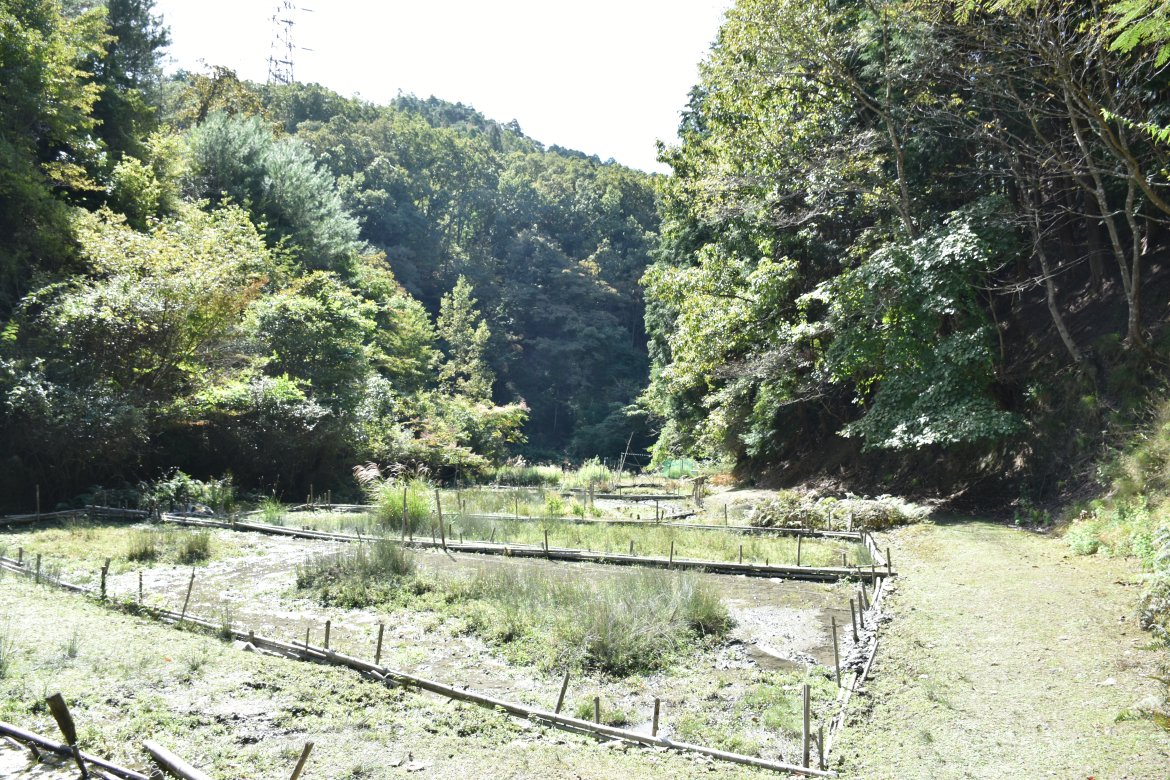 光ケ谷（吉川地区）にアサギマダラが飛来して来ました