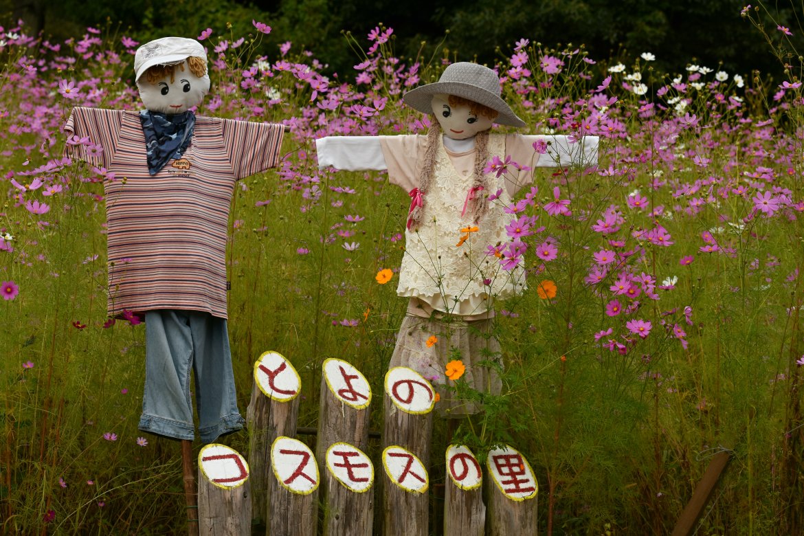 今がみどころの「とよのコスモスの里」