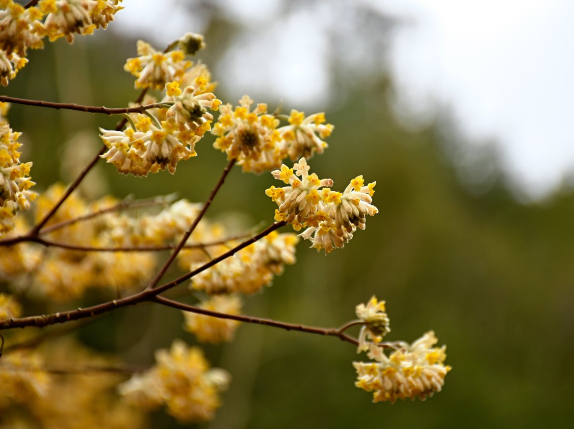 光ケ谷（吉川地区）のミツマタが満開になりました