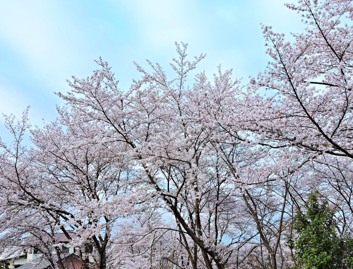 高山右近・志野花嫁行列開催（３月３０日）