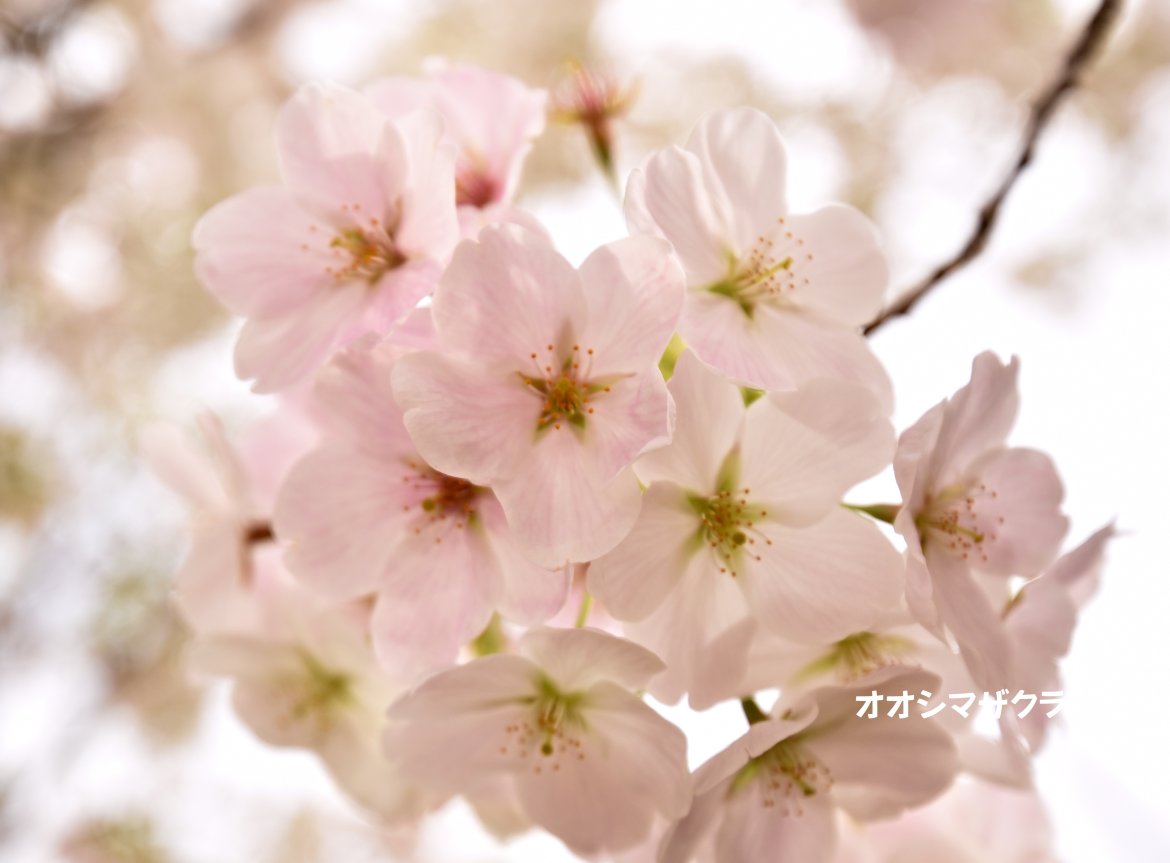 我が町に春が来て、待ち遠しかった桜がピンク色に開花しました