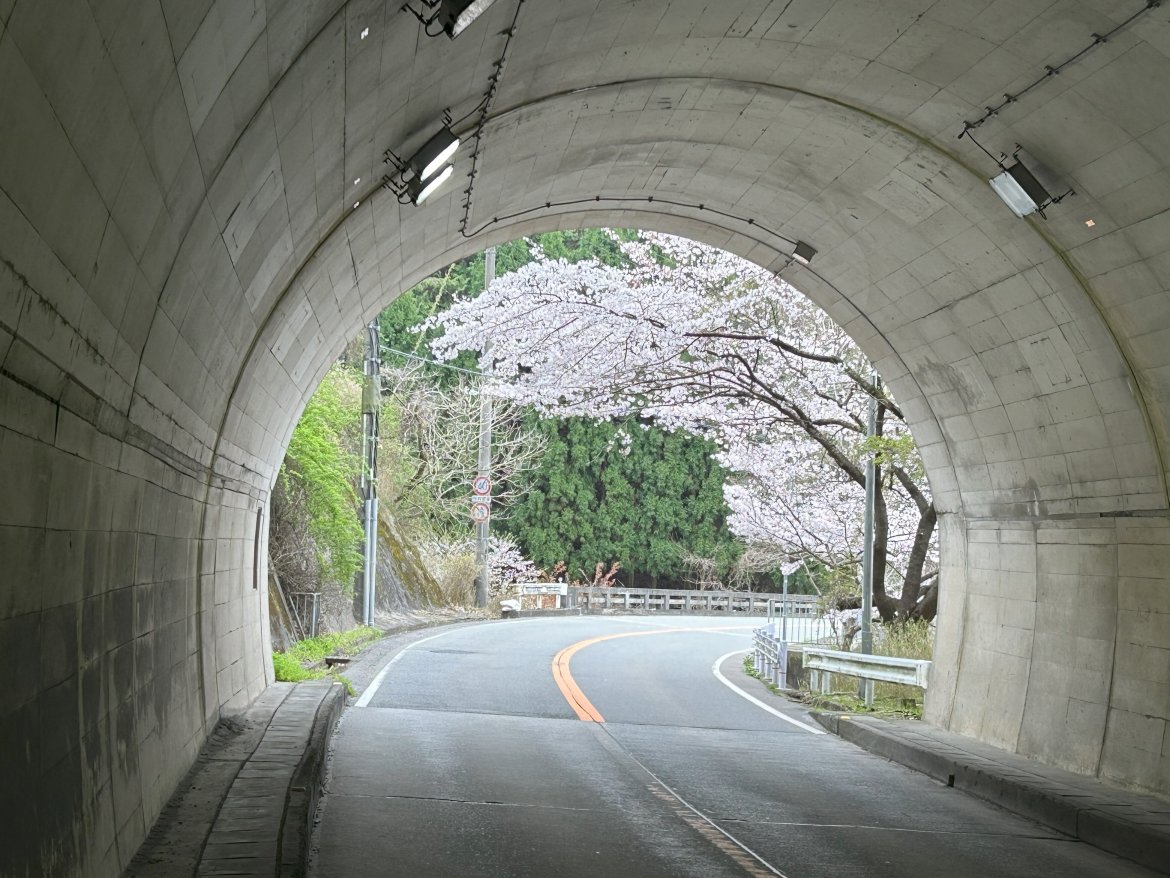 トヨノノ春🌿🌸2024