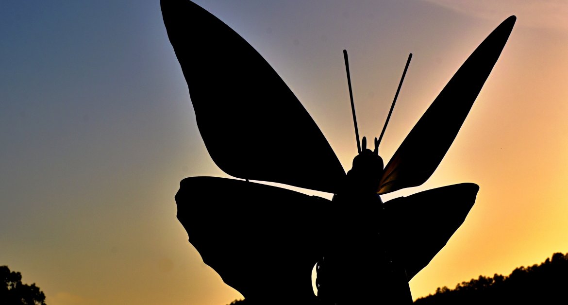 国蝶オオムラサキ（初谷渓谷）が羽化しました