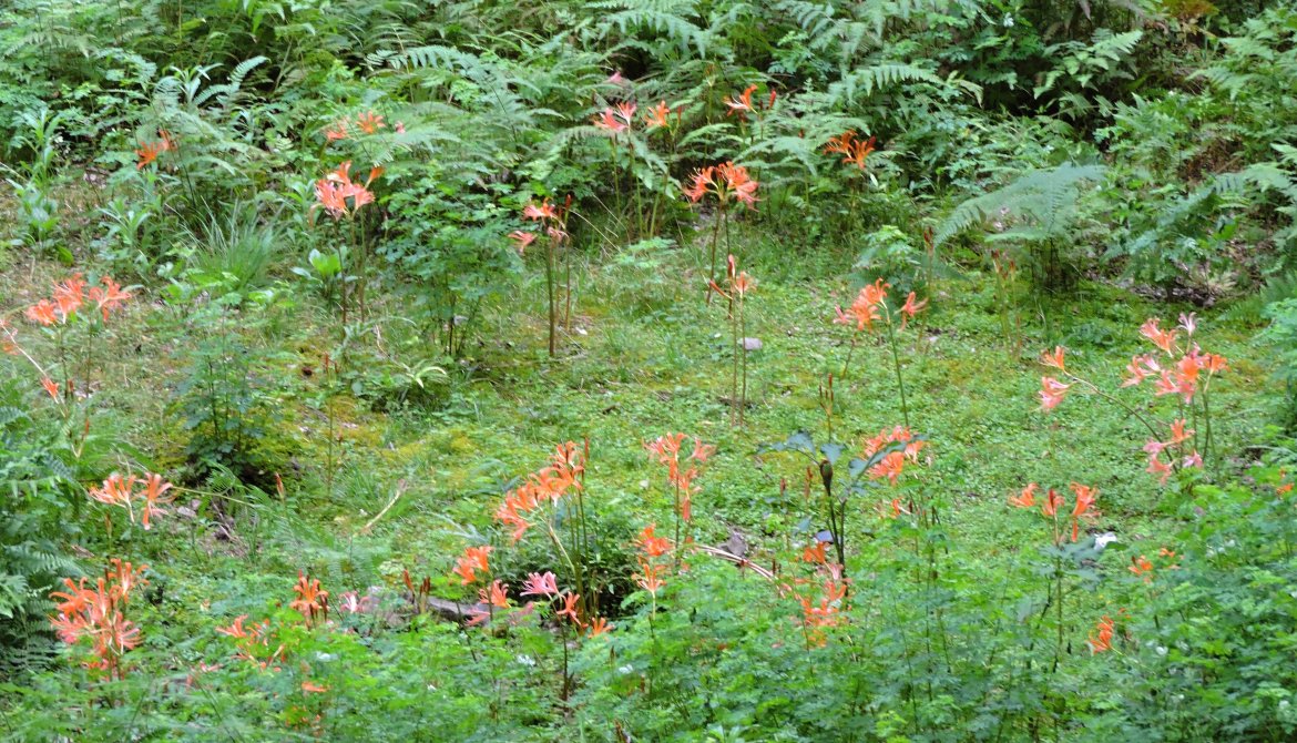 初谷渓谷のオオキツネノカミソリが開花