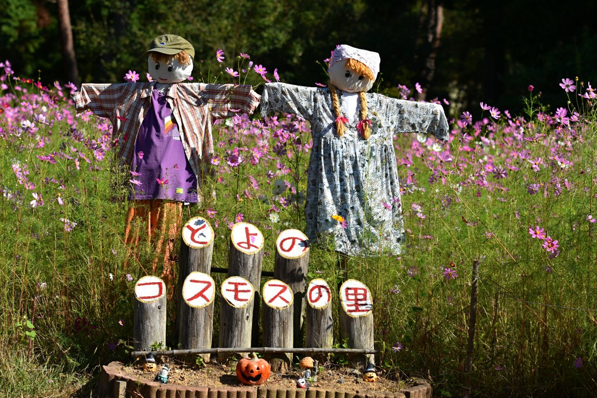 秋を感じさせる、コスモスが鮮やかに満開！