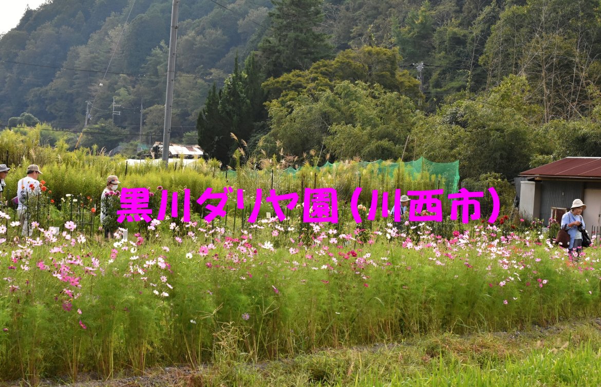 黒川ダリヤ園（川西市）、見ごろになりました。