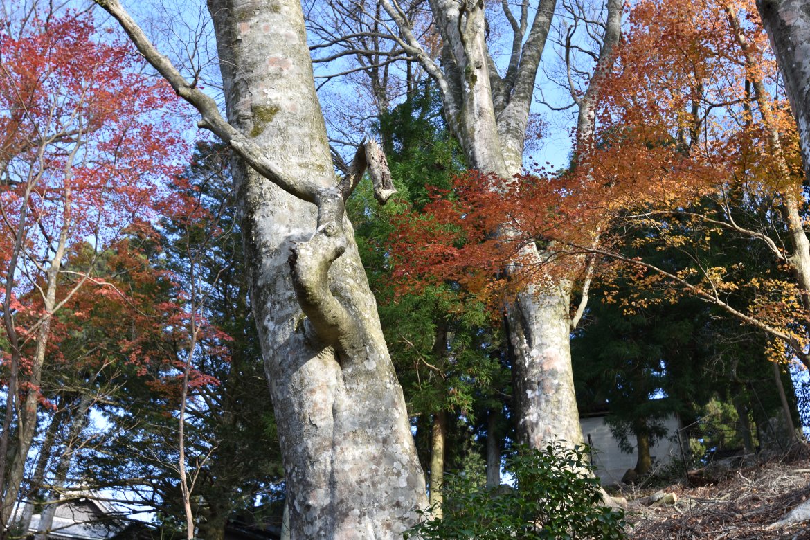 能勢妙見山のブナについて