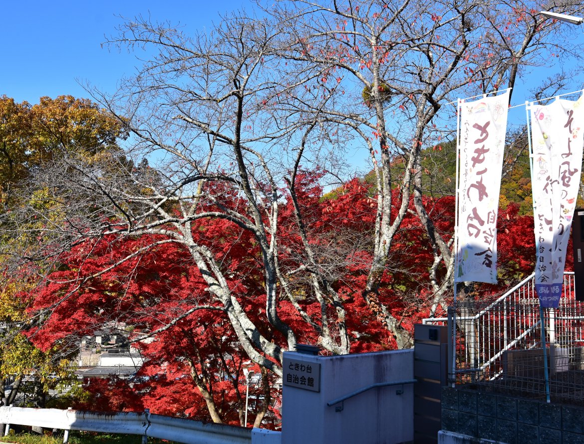 ときわ台自治会館の前庭の艶やかな紅葉