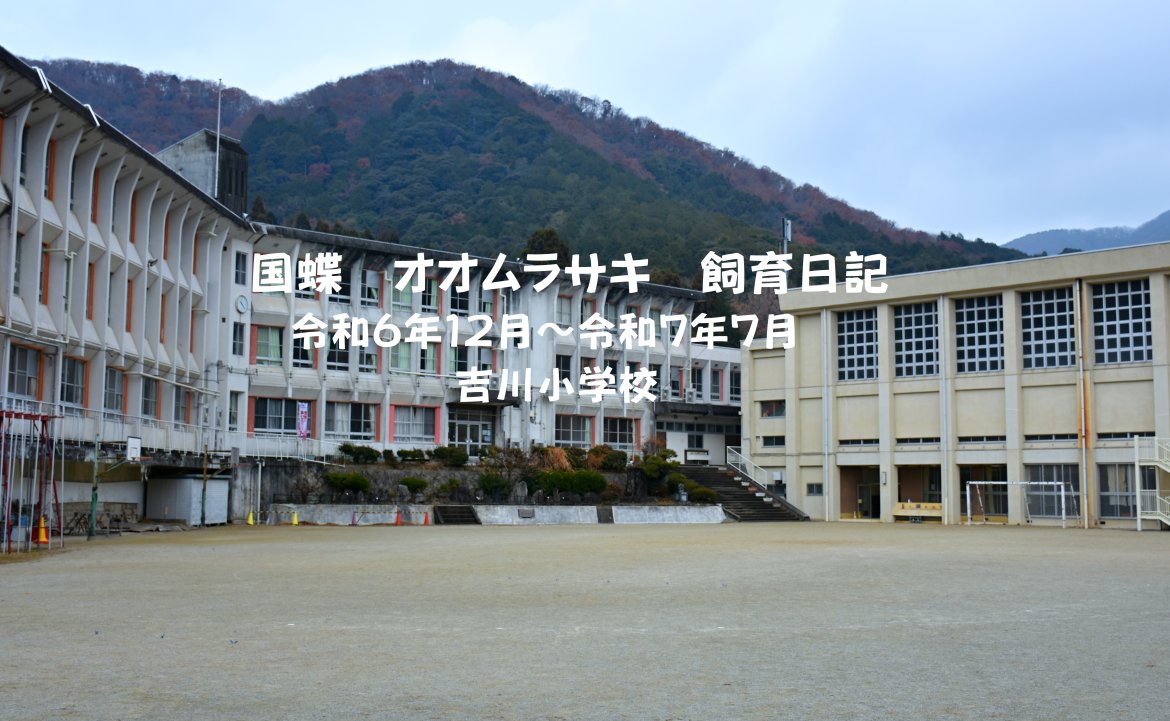 国蝶オオムラサキ　飼育日記　吉川小学校