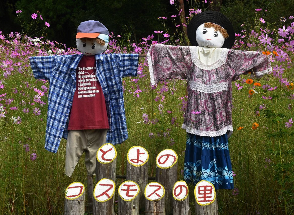 とよのコスモスの里　みごろ　