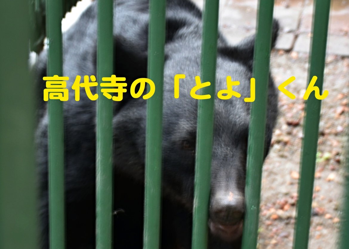 高代寺の「とよ」くん