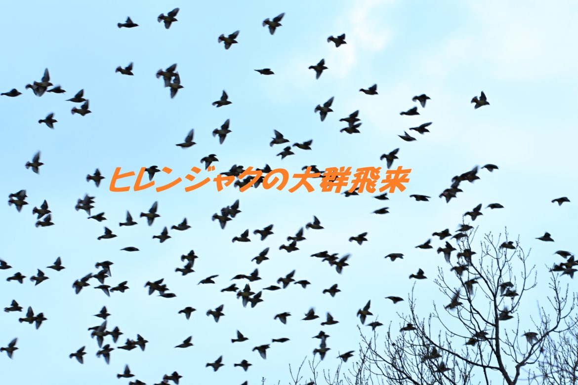 ヒレンジャクの大群が飛来