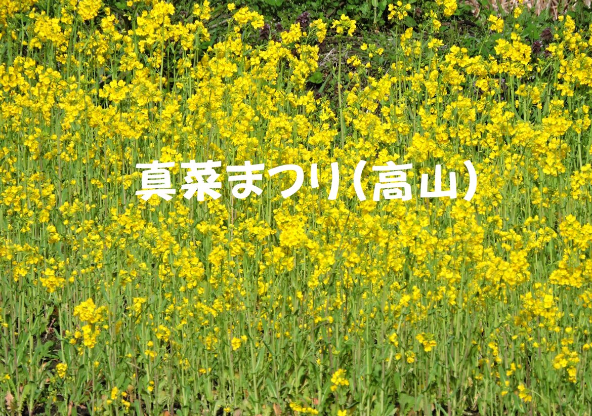 第３３回高山真菜まつり